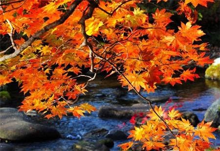 Cảnh sắc mùa thu vàng trên khắp thế giới ảnh 25 muathu 25.jpg