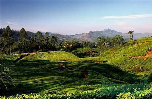 Yên bình vùng quê Ấn Độ ảnh 13