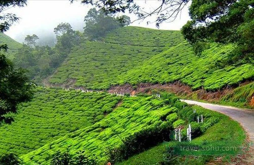 Yên bình vùng quê Ấn Độ ảnh 14