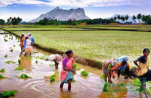 Yên bình vùng quê Ấn Độ ảnh 2