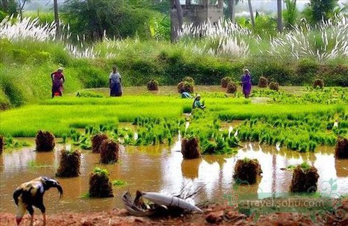 Yên bình vùng quê Ấn Độ ảnh 3 Yên bình vùng quê Ấn Độ ảnh 3