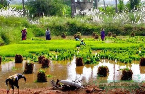 Yên bình vùng quê Ấn Độ ảnh 3