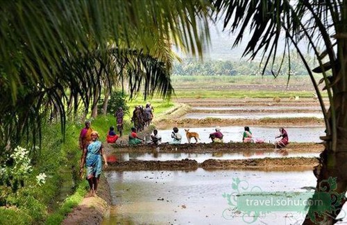 Yên bình vùng quê Ấn Độ ảnh 4 Yên bình vùng quê Ấn Độ ảnh 4