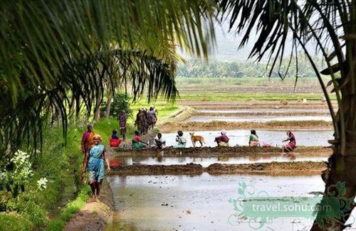 Yên bình vùng quê Ấn Độ ảnh 4