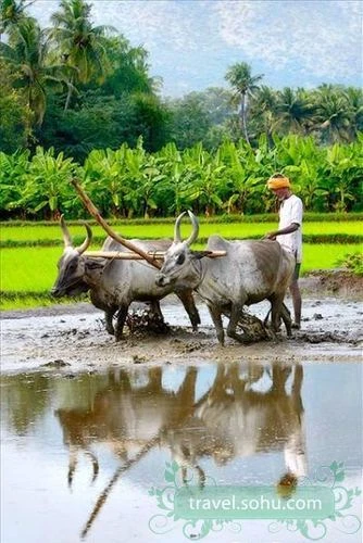 Yên bình vùng quê Ấn Độ ảnh 5