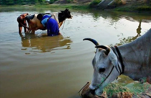 Yên bình vùng quê Ấn Độ ảnh 6