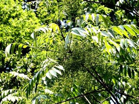 Cây sơn - loại vật liệu chính làm tượng táng.