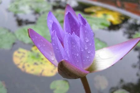 Hoa súng trong sân