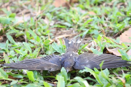 Một chú chim bị gãy cánh, nên dù được mua thả phóng sinh nhưng không thể bay được... ...và làm mồi cho một chú chó! Những chiếc lồng nhốt chật cứng những chú chim bé nhỏ Giống loài nào cũng khao khát tự do. Con mắt của chú chim bị nhốt trong lồng này đã nói lên điều đó Một phụ nữ thả chim phóng sinh ở lăng Ông, Bà Chiểu Những người mua chim phóng sinh liệu có thấy những hình ảnh tội lỗi này: đôi vợ chồng bán chim lựa những con chim chết, chim yếu bỏ đầy trước cổng lăng Ông, Bà Chiểu. ... và chẳng bao lâu sau, những xác chim tội nghiệp trở thành mồi ngon cho kiến.