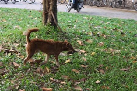 Một chú chim bị gãy cánh, nên dù được mua thả phóng sinh nhưng không thể bay được... ...và làm mồi cho một chú chó! Những chiếc lồng nhốt chật cứng những chú chim bé nhỏ Giống loài nào cũng khao khát tự do. Con mắt của chú chim bị nhốt trong lồng này đã nói lên điều đó Một phụ nữ thả chim phóng sinh ở lăng Ông, Bà Chiểu Những người mua chim phóng sinh liệu có thấy những hình ảnh tội lỗi này: đôi vợ chồng bán chim lựa những con chim chết, chim yếu bỏ đầy trước cổng lăng Ông, Bà Chiểu. ... và chẳng bao lâu sau, những xác chim tội nghiệp trở thành mồi ngon cho kiến. Một chú chim bị gãy cánh, nên dù được mua thả phóng sinh nhưng không thể bay được... ...và làm mồi cho một chú chó! Những chiếc lồng nhốt chật cứng những chú chim bé nhỏ Giống loài nào cũng khao khát tự do. Con mắt của chú chim bị nhốt trong lồng này đã nói lên điều đó Một phụ nữ thả chim phóng sinh ở lăng Ông, Bà Chiểu Những người mua chim phóng sinh liệu có thấy những hình ảnh tội lỗi này: đôi vợ chồng bán chim lựa những con chim chết, chim yếu bỏ đầy trước cổng lăng Ông, Bà Chiểu. ... và chẳng bao lâu sau, những xác chim tội nghiệp trở thành mồi ngon cho kiến.