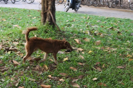 Một chú chim bị gãy cánh, nên dù được mua thả phóng sinh nhưng không thể bay được... ...và làm mồi cho một chú chó! Những chiếc lồng nhốt chật cứng những chú chim bé nhỏ Giống loài nào cũng khao khát tự do. Con mắt của chú chim bị nhốt trong lồng này đã nói lên điều đó Một phụ nữ thả chim phóng sinh ở lăng Ông, Bà Chiểu Những người mua chim phóng sinh liệu có thấy những hình ảnh tội lỗi này: đôi vợ chồng bán chim lựa những con chim chết, chim yếu bỏ đầy trước cổng lăng Ông, Bà Chiểu. ... và chẳng bao lâu sau, những xác chim tội nghiệp trở thành mồi ngon cho kiến.