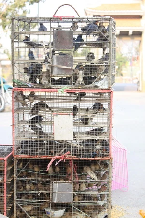 Phóng sinh như thế, bằng mười sát sinh ảnh 5