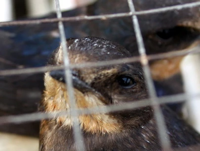 Phóng sinh như thế, bằng mười sát sinh ảnh 6