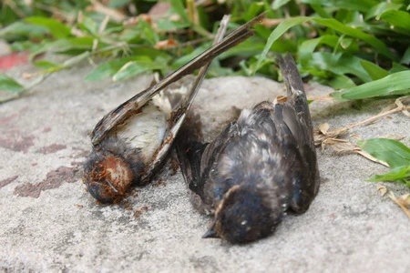 Phóng sinh như thế, bằng mười sát sinh ảnh 9