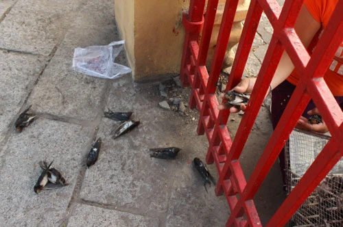 Một người bán chim phóng sinh nhặt từ trong lồng những chú chim chết, chim yếu quăng đầy trước cổng lăng Ông, Bà Chiểu (TP.HCM) - Ảnh: Mễ Thuận