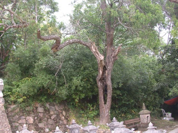 Lên đỉnh Yên Tử thăm “cụ Tùng” ảnh 2