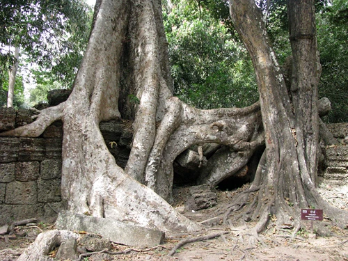 Cụm đền Angkor Wat vào buổi sớm mai. Rất nhiều du khách sẵn sàng thức dậy từ 5h sáng để kịp có mặt ngắm bình minh lên. Dù lượng khách du lịch tới Angkor rất lớn nhưng khu di tích này vẫn giữ được những nét bình yên. Bạn có nhiều lựa chọn để đi khám phá nơi đây, bằng xe đạp, thuê tuk tuk, cưỡi voi và cả bay trên khinh khí cầu. Những nụ cười bí ẩn của tượng đá khổng lồ ở đền Bayon. Những bức tượng trên đường dẫn vào Angkor Thom. Không chỉ nổi tiếng về mức độ hoành tráng, các công trình ở Angkor còn rất tinh xảo trong các đường nét chạm trổ. Không khó hiểu khi có nhiều người dành vài ngày hoặc cả tuần chỉ để thăm quan di sản văn hóa thế giới này. Không chỉ có những đền chính, nếu có thời gian bạn nên tới những đền nhỏ. Màu xanh của cây cối càng làm nổi bật thêm nét đẹp huyền bí của Angkor. Nhìn những khối đổ nát cũng đủ biết quy mô của công trình trước đây. Những rễ cây khổng lồ bao trùm lấy các bức tường, khu nhà.