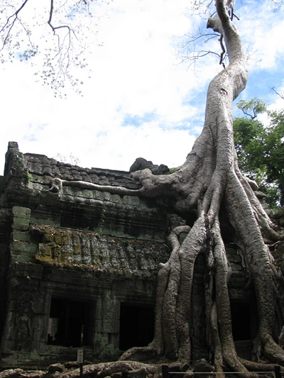 Đền Ta Prohm, nơi được chọn làm cảnh quay trong 'Bí mật ngôi mộ cổ' có Angelina Jolie.