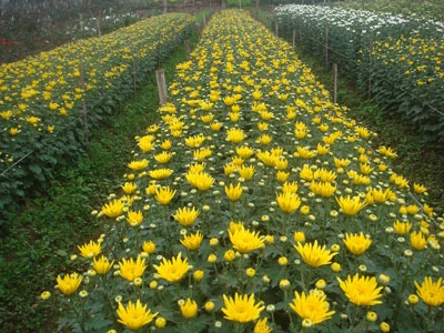 Phù Vân nhộn nhịp vào mùa hoa tết ảnh 1