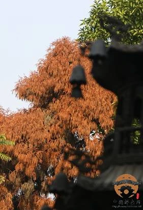 thientu 16.jpg
