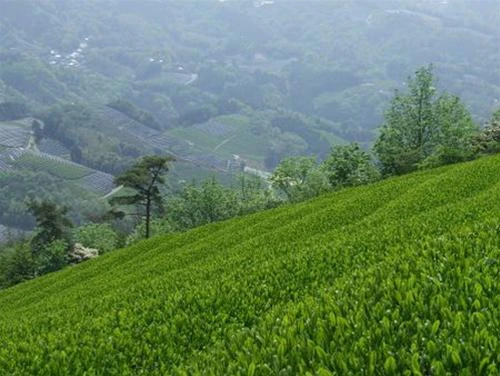 Vùng trà xanh Uji - Ảnh: Greenteajapan