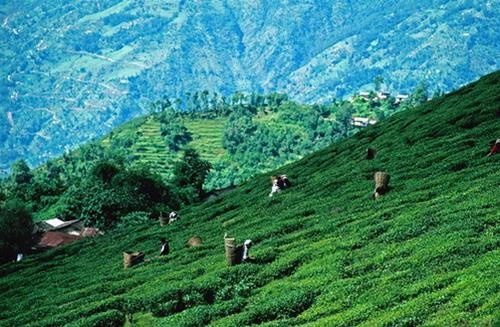 Vùng trà Darjeeling - Ảnh: Lonely Planet