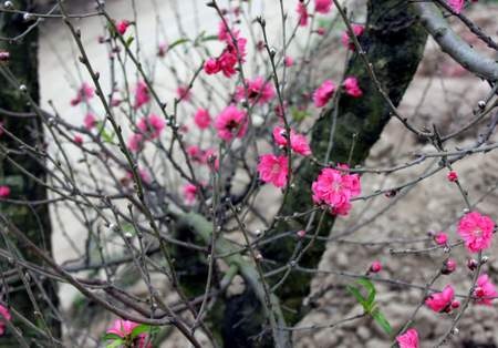 Chùm ảnh: Đào Nhật Tân đua nhau nở sớm Chùm ảnh: Đào Nhật Tân đua nhau nở sớm