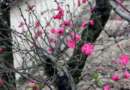 Chùm ảnh: Đào Nhật Tân đua nhau nở sớm Chùm ảnh: Đào Nhật Tân đua nhau nở sớm