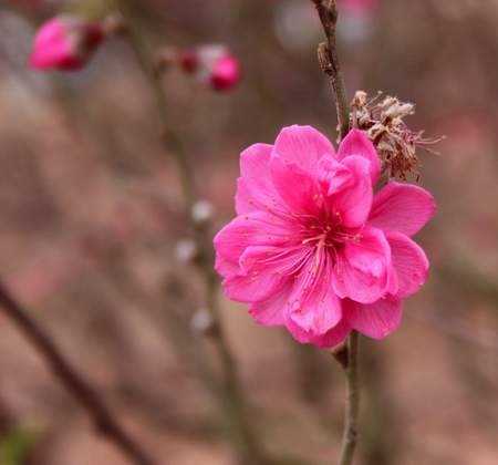 Chùm ảnh: Đào Nhật Tân đua nhau nở sớm
