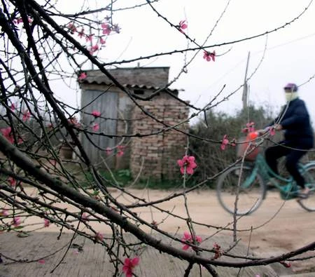 Chùm ảnh: Đào Nhật Tân đua nhau nở sớm