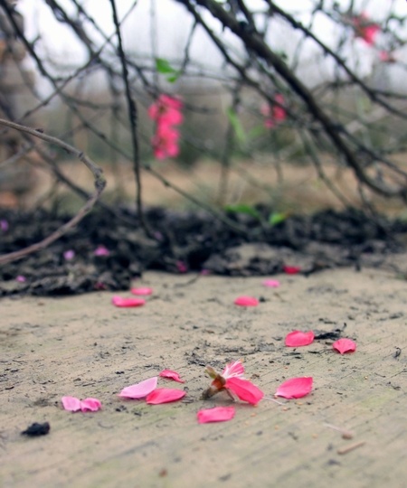 Chùm ảnh: Đào Nhật Tân đua nhau nở sớm