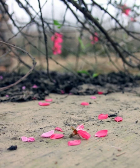 Chùm ảnh: Đào Nhật Tân đua nhau nở sớm