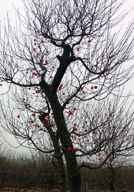 Chùm ảnh: Đào Nhật Tân đua nhau nở sớm