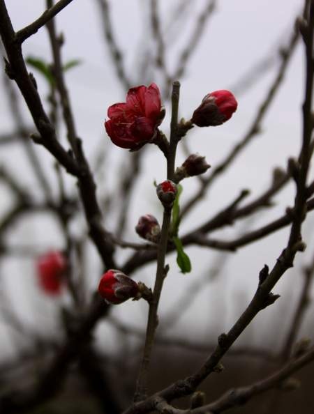 Chùm ảnh: Đào Nhật Tân đua nhau nở sớm