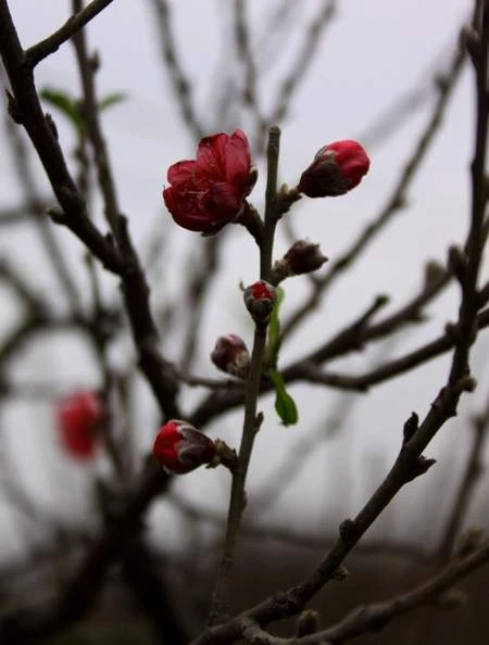 Chùm ảnh: Đào Nhật Tân đua nhau nở sớm