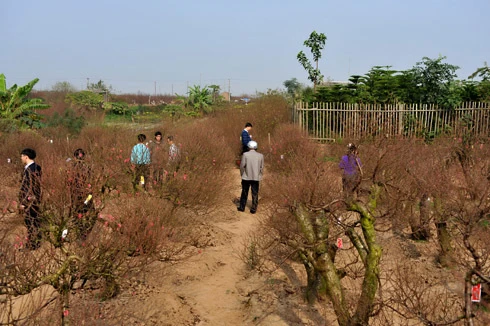 Nắng lên, hoa đào nở rộ, đỏ thắm các vườn tại làng hoa Nhật Tân. Những vườn quất quả vàng óng bát ngát cánh đồng. Người trồng vườn chăm sóc để đảm bảo độ xanh tươi. Đông đảo người chơi hoa đến tham quan, chọn mua. Nhóm nhân viên một công ty tin học tìm thuê một cây đào dưới 10 triệu đồng cho văn phòng nhưng các cây đẹp đã được đặt hết. Cây đào này có giá trên 10 triệu đồng. Đào nở đẹp, cũng là lúc giới nghệ sĩ nhiếp ảnh tranh thủ sáng tác cùng người mẫu. Vườn hoa cúc đang chúm chím chờ ngày đón Tết.