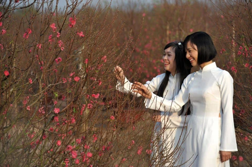 Nắng lên, hoa đào nở rộ, đỏ thắm các vườn tại làng hoa Nhật Tân. Những vườn quất quả vàng óng bát ngát cánh đồng. Người trồng vườn chăm sóc để đảm bảo độ xanh tươi. Đông đảo người chơi hoa đến tham quan, chọn mua. Nhóm nhân viên một công ty tin học tìm thuê một cây đào dưới 10 triệu đồng cho văn phòng nhưng các cây đẹp đã được đặt hết. Cây đào này có giá trên 10 triệu đồng. Đào nở đẹp, cũng là lúc giới nghệ sĩ nhiếp ảnh tranh thủ sáng tác cùng người mẫu. Vườn hoa cúc đang chúm chím chờ ngày đón Tết.
