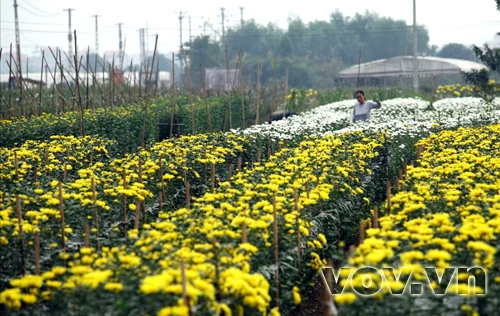 Xuân về trên làng hoa Tây Tựu ảnh 1