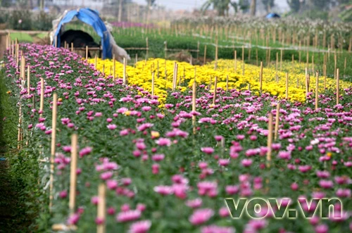 Cúc tím bên cạch cúc vàng tạo nên bức tranh xuân hoàn hảo