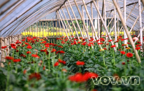Xuân về trên làng hoa Tây Tựu ảnh 6 Xuân về trên làng hoa Tây Tựu ảnh 6