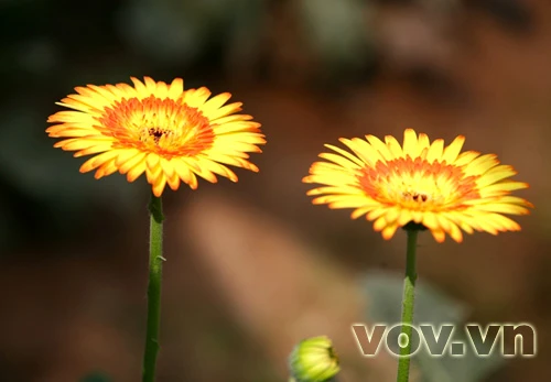 ...và rạng rỡ dưới nắng Xuân