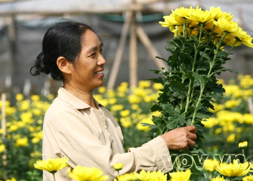 Niềm vui Xuân của những người dân làng hoa Tây Tựu