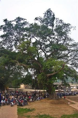 Cây đa cổ hơn 600 tuổi trước chùa