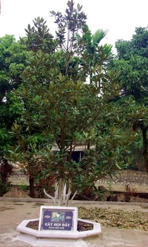 Cây hoa sen đất (tên gọi đúng là lục liên) trong chùa Bối Khê