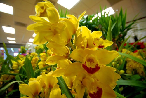 Little Sài Gòn rộn rã vào Xuân ảnh 11