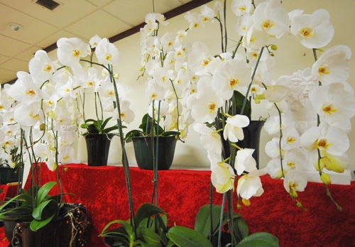 Little Sài Gòn rộn rã vào Xuân ảnh 7