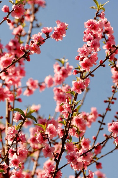 Rực rỡ sắc hoa anh đào ảnh 7