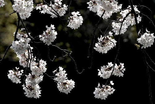 Rực rỡ sắc hoa anh đào ảnh 8