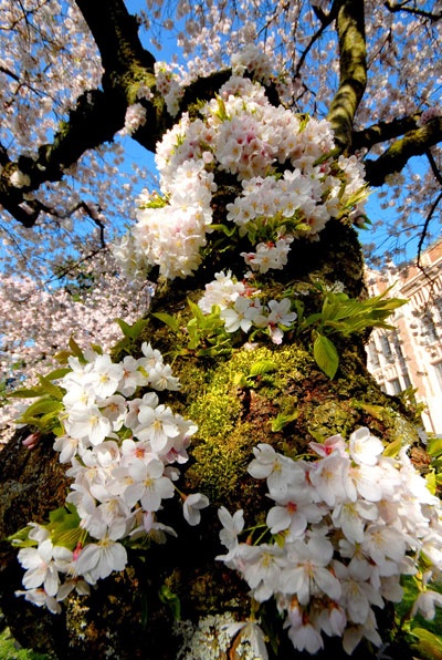 Rực rỡ sắc hoa anh đào ảnh 9