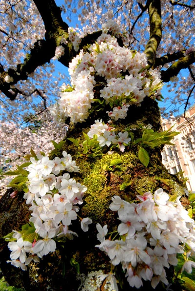 Rực rỡ sắc hoa anh đào ảnh 9